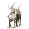 Steinbock