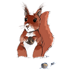squirrel