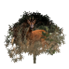 wunderschöner Rehbock im Wald