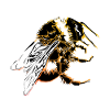 Bumble Bee