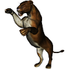 lioness