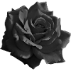 Black Rose