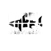 daddy shark