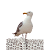 Gull