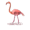 flamingo