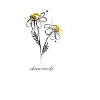 camomille