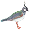 Lapwing