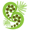 New Zealand Fern Koru Polynesian Tattoo Gift