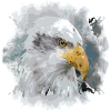 Aigle