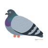 Our city pigeons: simply beautiful!