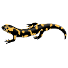 fire salamander