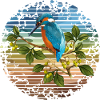 Kingfisher bird