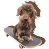 Sweet dachshund wire-haired - wire-haired dachshund