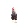 chicken