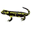 Fire salamander