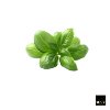 basil