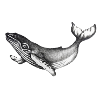 whale