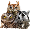 Nocturnal raptors