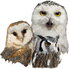 Nocturnal raptors