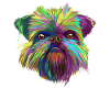 Splash Brussels Griffon Dog