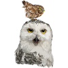 Nocturnal raptors