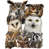 Nocturnal raptors