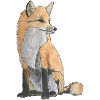 Red fox