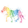 Zebra crossing rainbow