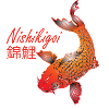 Koi Karpfen Nishikigoi