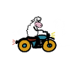 Cuddly sheep on motorcycle