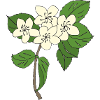 pear tree blossoms
