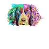 Splash Brittany Spaniel Dog