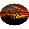Oak sunrise