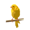 Canary on branch