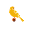 Canari sur branche