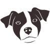 Jack Russell 2
