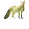 Conception de renards renards