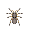 Spinne