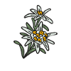 Edelweiss flower Alps mountains