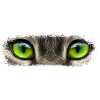 Animals eye