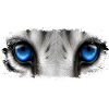 Animals eye