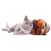 Love dog and cat hug