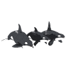 Three killer whales