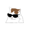 Cool cat meme