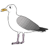 GULL