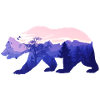 Bear grizzly forest nature