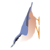 Nuthatch (sitta europaea)