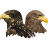 European Pigargo