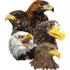 Birds of prey
