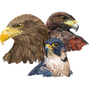 Pigargo and Falcon